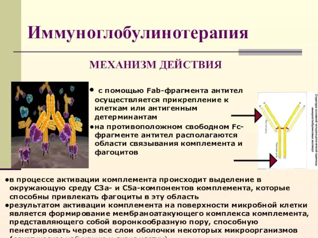 Иммуноглобулинотерапия с помощью Fab-фрагмента антител осуществляется прикрепление к клеткам или антигенным детерминантам