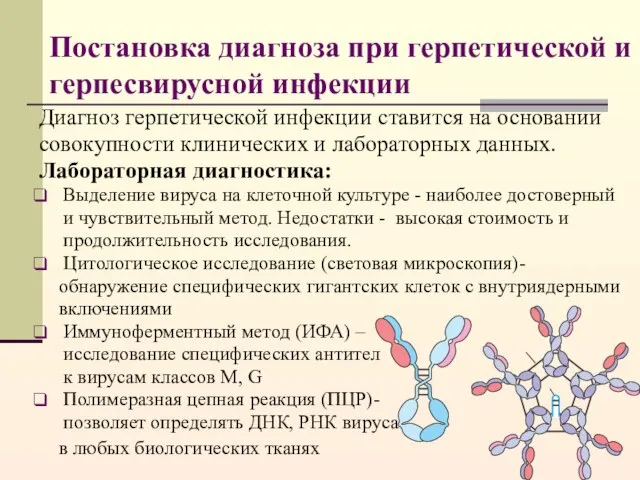 Постановка диагноза при герпетической и герпесвирусной инфекции Диагноз герпетической инфекции ставится на