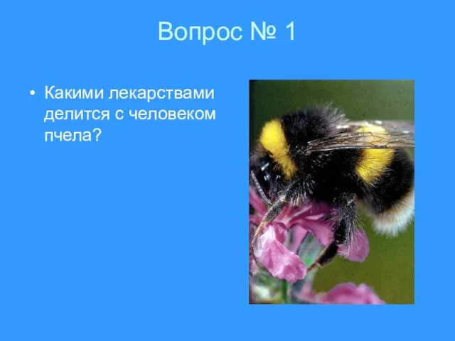 Вопрос № 1 Какими лекарствами делится с человеком пчела?