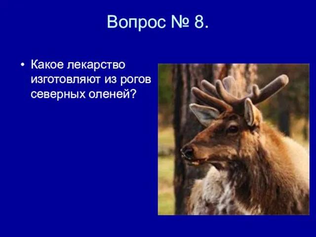 Вопрос № 8. Какое лекарство изготовляют из рогов северных оленей?