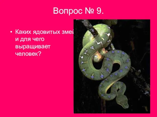 Вопрос № 9. Каких ядовитых змей и для чего выращивает человек?