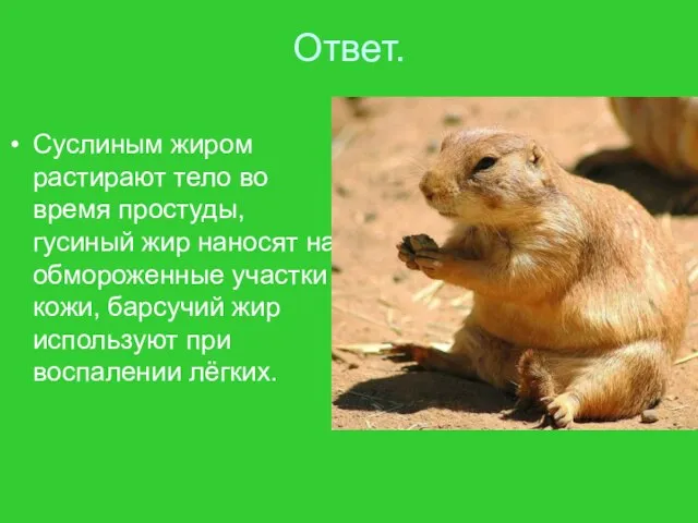 Ответ. Суслиным жиром растирают тело во время простуды, гусиный жир наносят на