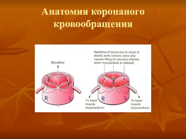 Анатомия коронаного кровообращения