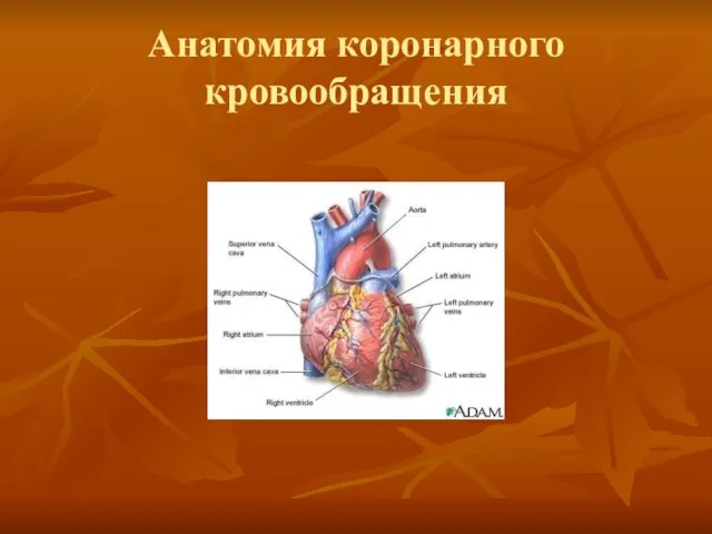 Анатомия коронарного кровообращения