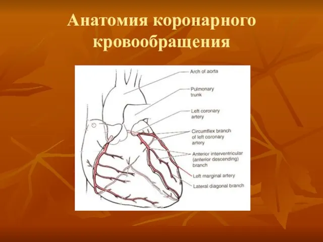 Анатомия коронарного кровообращения