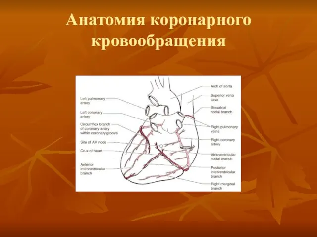 Анатомия коронарного кровообращения