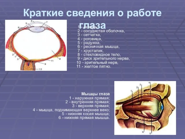 Краткие сведения о работе глаза 1 - склера, 2 - сосудистая оболочка,