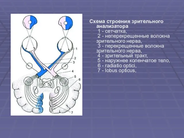 Схема строения зрительного анализатора 1 - сетчатка, 2 - неперекрещенные волокна зрительного