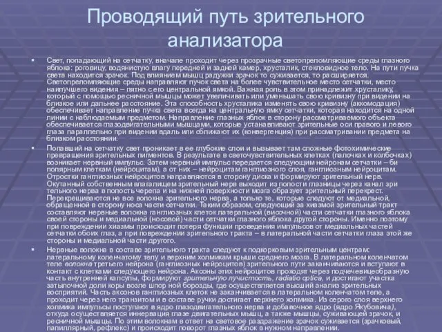 Проводящий путь зрительного анализатора Свет, попадаю­щий на сетчатку, вначале проходит через прозрачные