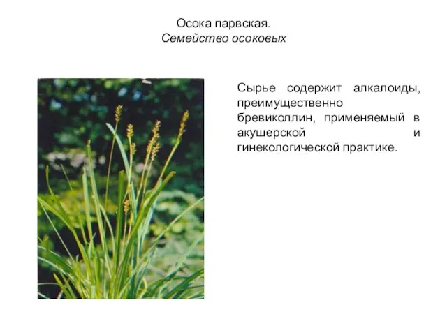 Осока парвская. Семейство осоковых Сырье содержит алкалоиды, преимущественно бревиколлин, применяемый в акушерской и гинекологической практике.