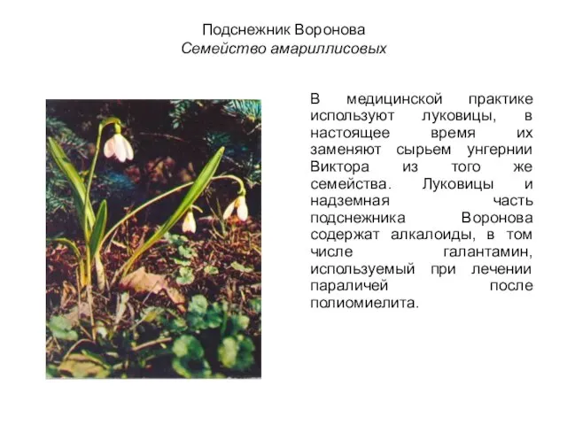 Подснежник Воронова Семейство амариллисовых В медицинской практике используют луковицы, в настоящее время