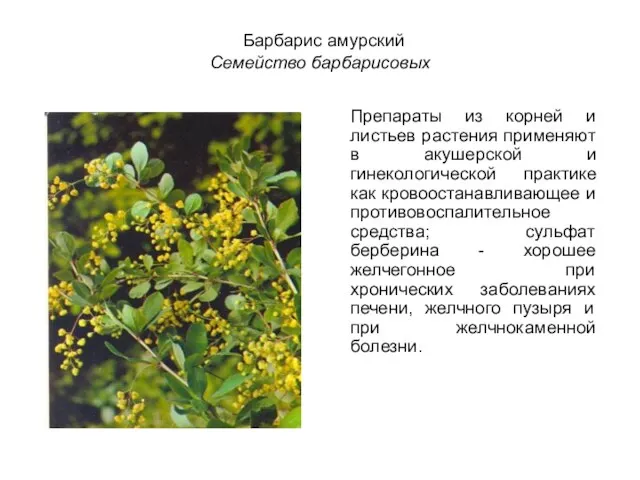 Барбарис амурский Семейство барбарисовых Препараты из корней и листьев растения применяют в