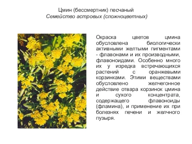 Цмин (бессмертник) песчаный Семейство астровых (сложноцветных) Окраска цветов цмина обусловлена биологически активными