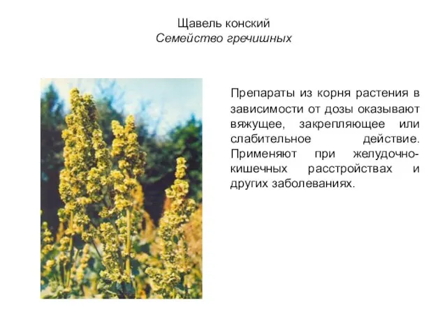 Щавель конский Семейство гречишных Препараты из корня растения в зависимости от дозы