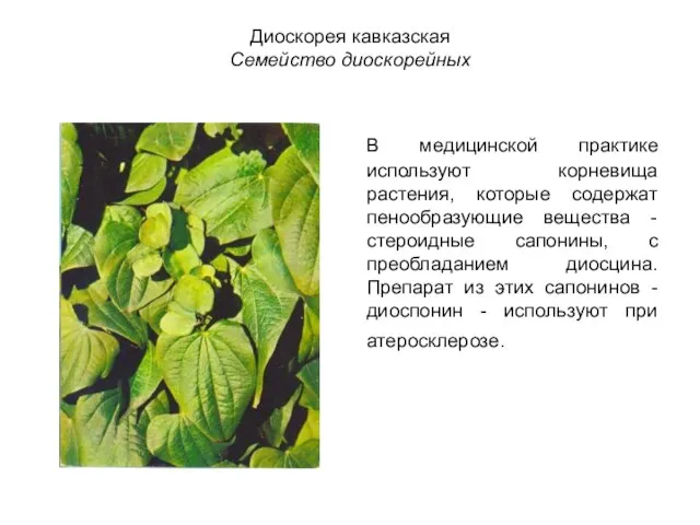 Диоскорея кавказская Семейство диоскорейных В медицинской практике используют корневища растения, которые содержат