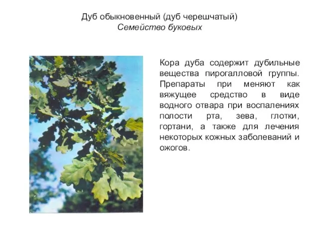 Дуб обыкновенный (дуб черешчатый) Семейство буковых Кора дуба содержит дубильные вещества пирогалловой