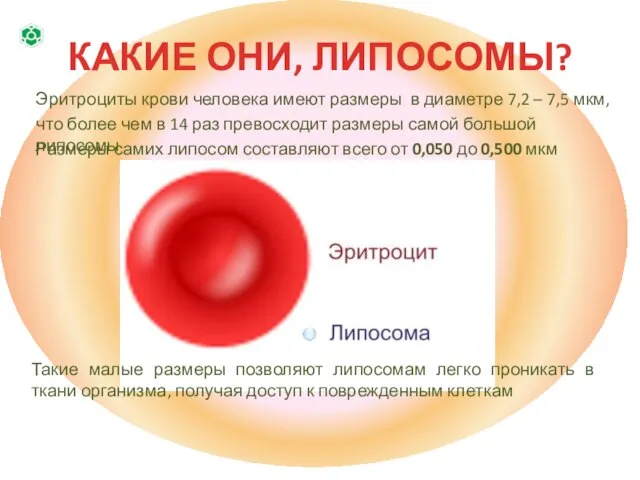 КАКИЕ ОНИ, ЛИПОСОМЫ? Эритроциты крови человека имеют размеры в диаметре 7,2 –