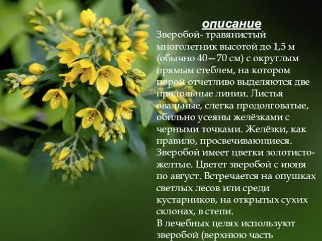 Зверобой- травянистый многолетник высотой до 1,5 м (обычно 40—70 см) с округлым