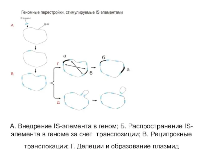 А. Внедрение IS-элемента в геном; Б. Распространение IS-элемента в геноме за счет