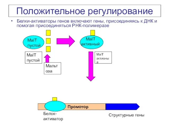 Положительное регулирование Белки-активаторы генов включают гены, присоединяясь к ДНК и помогая присоединяться