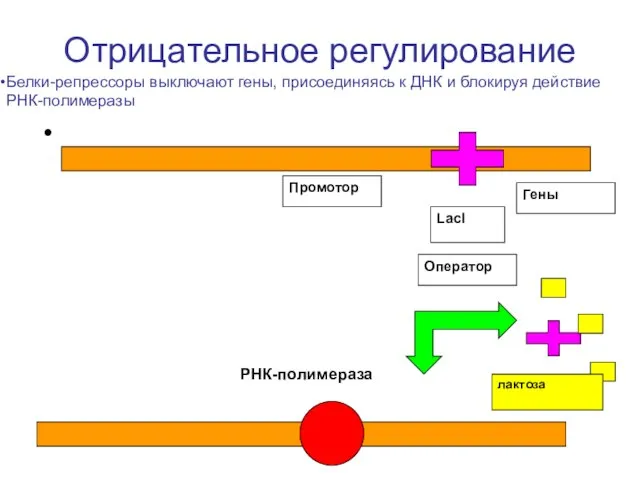 Отрицательное регулирование РНК-полимераза Белки-репрессоры выключают гены, присоединяясь к ДНК и блокируя действие РНК-полимеразы