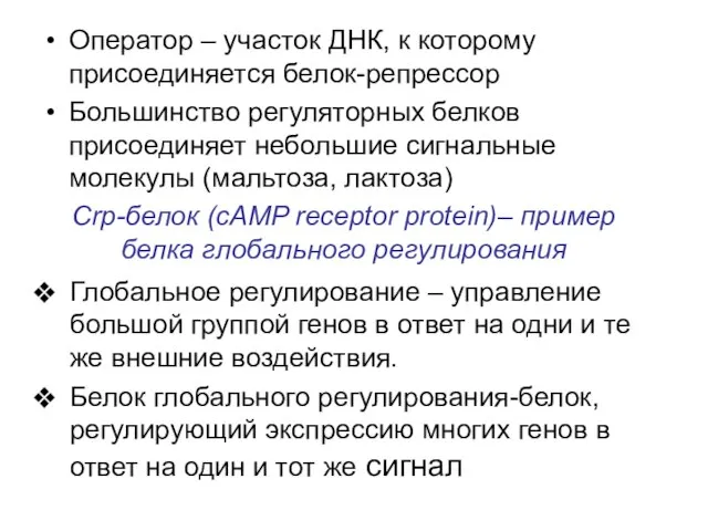 Оператор – участок ДНК, к которому присоединяется белок-репрессор Большинство регуляторных белков присоединяет