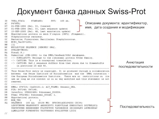 Документ банка данных Swiss-Prot Описание документа: идентификатор, имя, дата создания и модификации Аннотация последовательности Последовательность