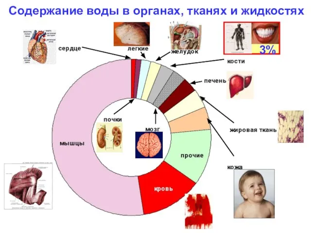 3% Содержание воды в органах, тканях и жидкостях