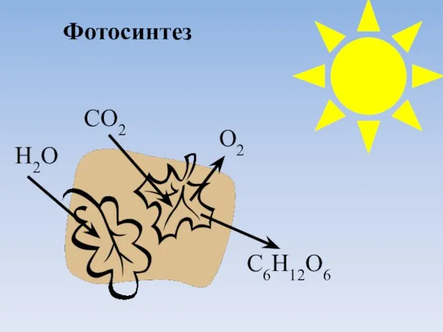 Н2О СО2 О2 С6Н12О6 Фотосинтез