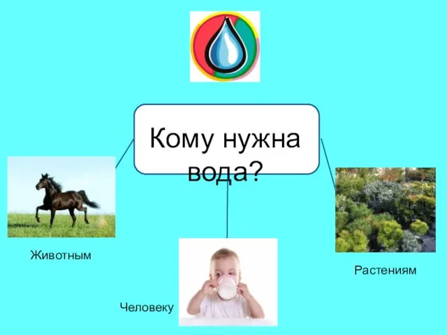 Кому нужна вода? ? ? Человеку Животным Растениям