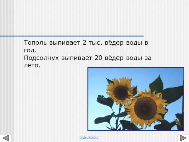 Тополь выпивает 2 тыс. вёдер воды в год. Подсолнух выпивает 20 вёдер воды за лето. содержание