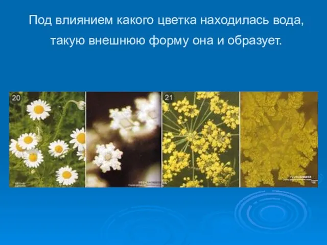 Под влиянием какого цветка находилась вода, такую внешнюю форму она и образует.