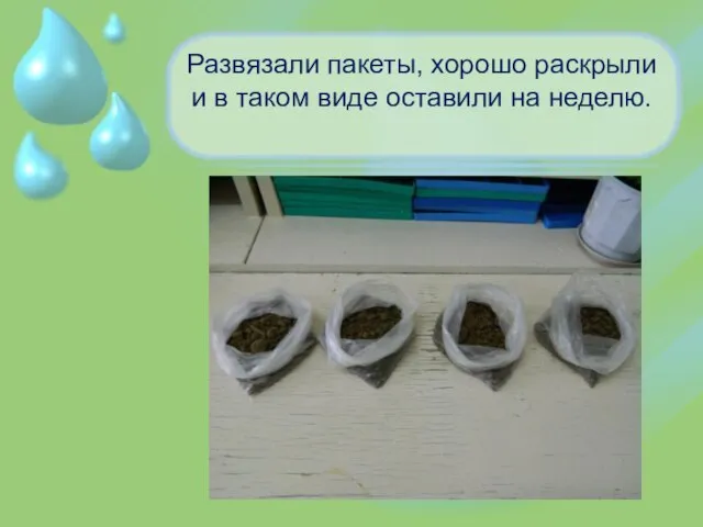 Развязали пакеты, хорошо раскрыли и в таком виде оставили на неделю.