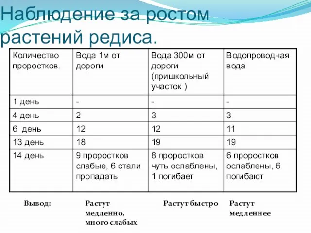 Наблюдение за ростом растений редиса. Вывод: Растут быстро Растут медленнее Растут медленно, много слабых