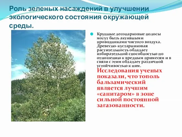 Роль зеленых насаждений в улучшении экологического состояния окружающей среды. Крупные лесопарковые полосы