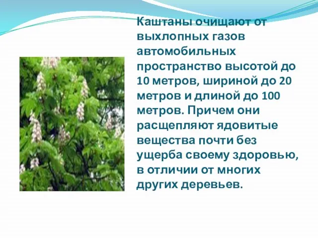 Каштаны очищают от выхлопных газов автомобильных пространство высотой до 10 метров, шириной