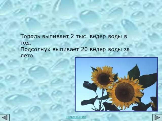 Тополь выпивает 2 тыс. вёдер воды в год. Подсолнух выпивает 20 вёдер воды за лето. содержание