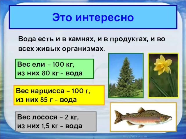 Это интересно Вода есть и в камнях, и в продуктах, и во