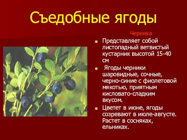 Съедобные ягоды Черника Представляет собой листопадный ветвистый кустарник высотой 15-40 см Ягоды