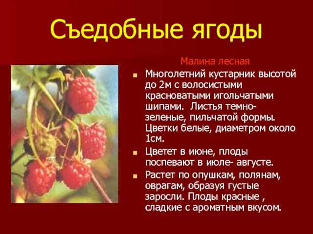Съедобные ягоды Малина лесная Многолетний кустарник высотой до 2м с волосистыми красноватыми