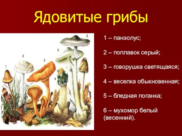 Ядовитые грибы 1 – панэолус; 2 – поплавок серый; 3 – говорушка