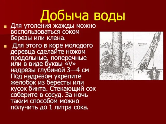 Добыча воды Для утоления жажды можно воспользоваться соком березы или клена. Для