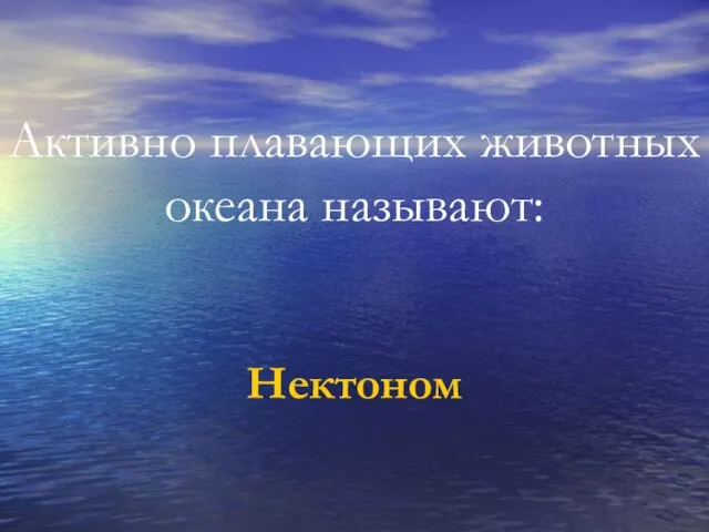 Активно плавающих животных океана называют: Нектоном