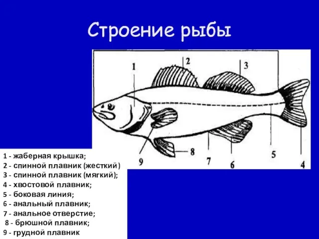 Строение рыбы 1 - жаберная крышка; 2 - спинной плавник (жесткий) 3