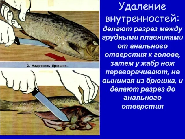 Удаление внутренностей: делают разрез между грудными плавниками от анального отверстия к голове,