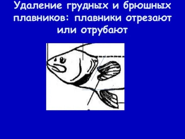 Удаление грудных и брюшных плавников: плавники отрезают или отрубают