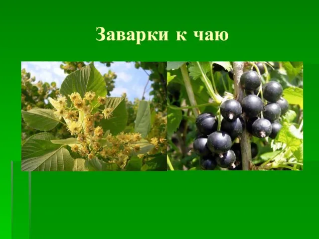 Заварки к чаю