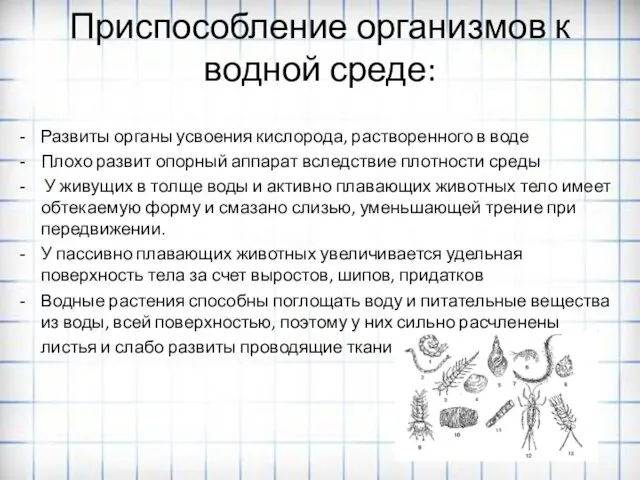 Приспособление организмов к водной среде: Развиты органы усвоения кислорода, растворенного в воде