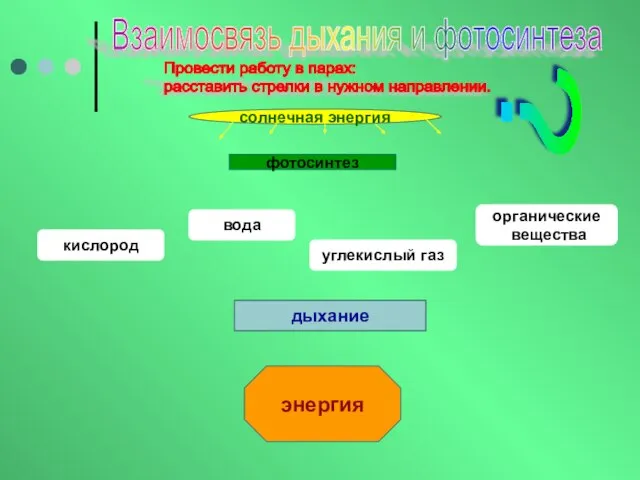 Взаимосвязь дыхания и фотосинтеза Провести работу в парах: расставить стрелки в нужном