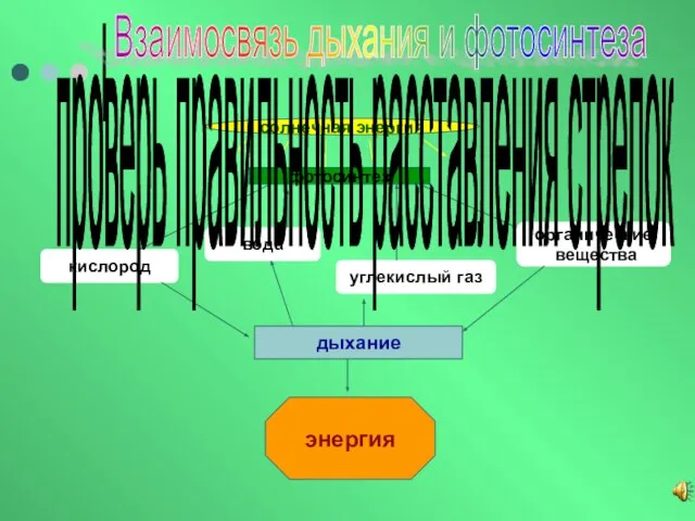 Взаимосвязь дыхания и фотосинтеза солнечная энергия фотосинтез кислород вода углекислый газ органические